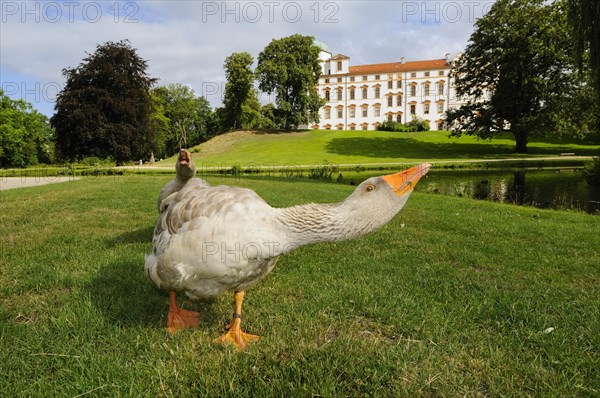 Schimpf end goose in front of Schloss Celle