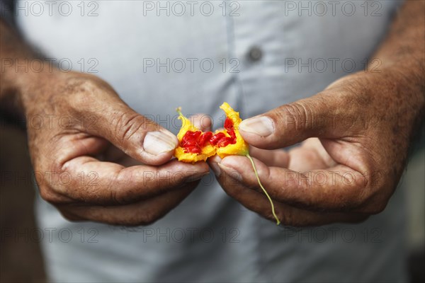 Man's hands holding the fruit of a Bitter Melon (Momordica charantia)