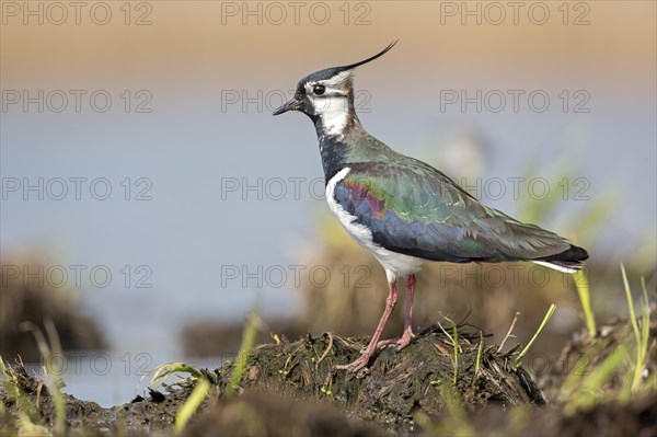 Lapwing (Vanellus vanellus)