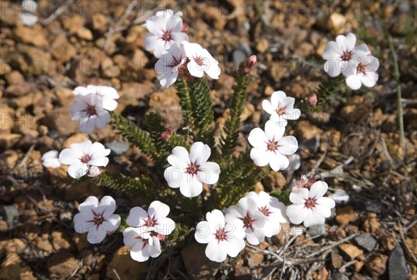 Buchu (Adenandra villosa)