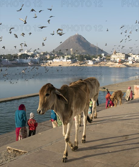 Cows at Pushkar lake Ghats