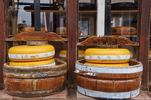 Cheese wheels in a cheese press