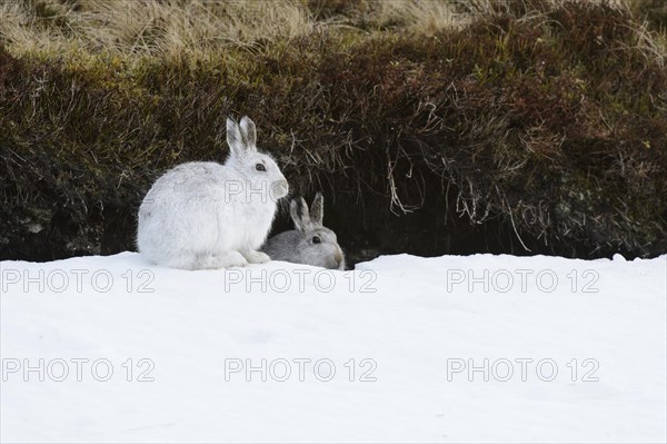 Mountain Hare (Lepus timidus) adult pair