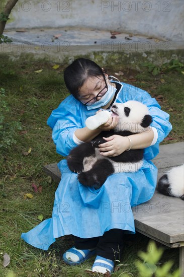 Giant Panda (Ailuropoda melanoleuca) baby