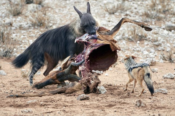 Brown Hyena (Hyaena brunnea) adult