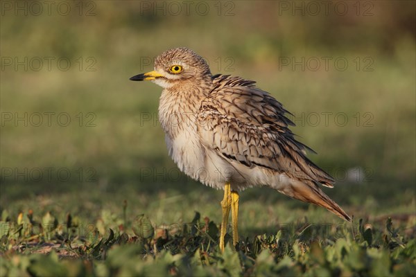 Eurasian Stone-curlew (Burhinus oedicnemus saharae) adult