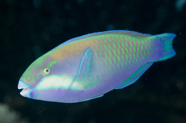 Bleeker's Parrotfish (Chlorurus bleekeri)