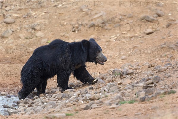 Sloth bear (Melursus ursinus)