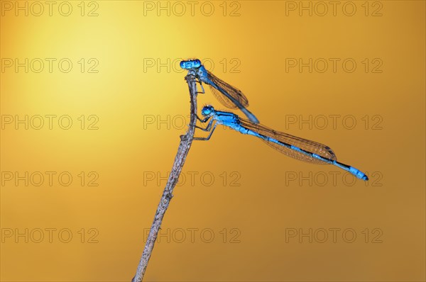 Blue damselfly (Enallagma cyathigerum)