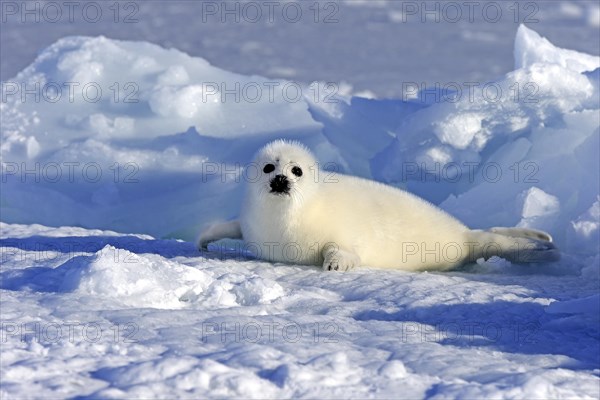 Harp Seal or Saddleback Seal (Pagophilus groenlandicus