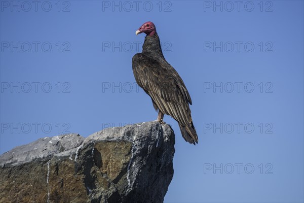 Turkey Vulture (Cathartes aura)