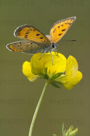 Large Copper (Lycaena dispar)