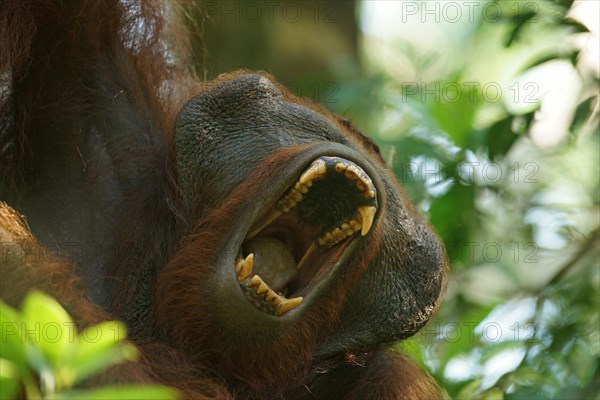 Bornean Orangutan (Pongo pygmaeus)