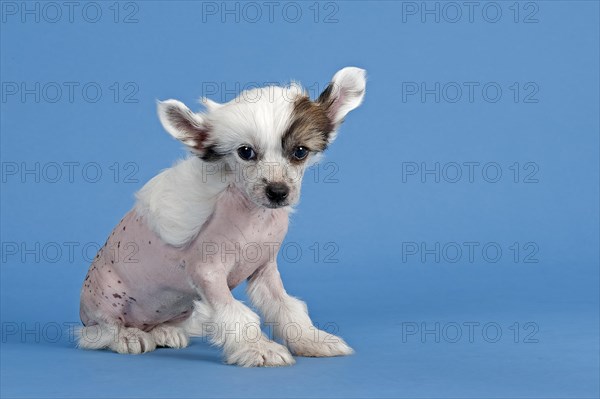 Chinese Crested Dog