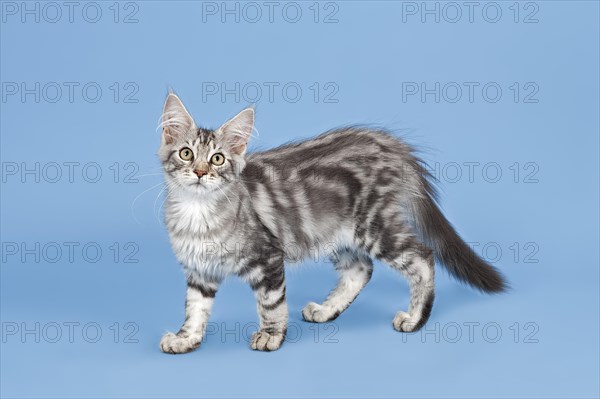 Maine Coon kitten