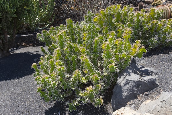 Euphorbia grandicornis