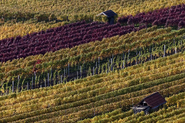 Vineyard in autumn colours