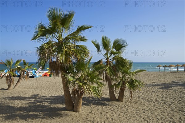 Beach with palm trees