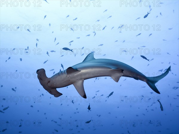 Scalloped Hammerhead (Sphyrna lewini)