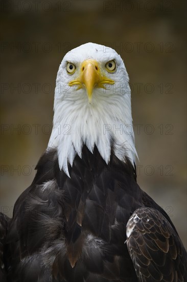 Bald Eagle (Haliaeetus leucocephalus)