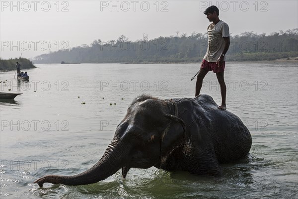 Nepalese mahout bathing his elephant in the East Rapti River at Sauraha