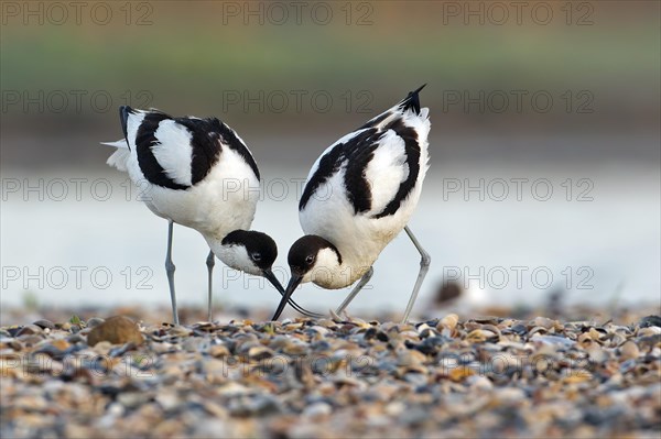 Pied avocet (Recurvirostra avosetta)