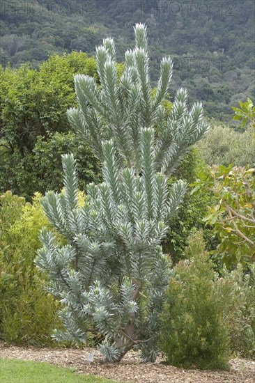 Silver tree (Leucadendrum argenteum) Kirstenbosch National Botanical Garden