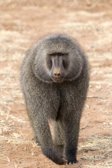 Olive Baboon (Papio anubis) adult male