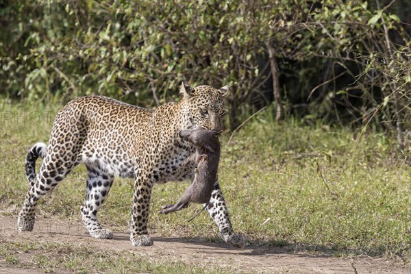 African Leopard (Panthera pardus pardus) adult