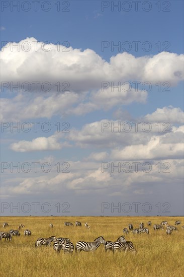 Grant's Zebras (Equus quagga boehmi)