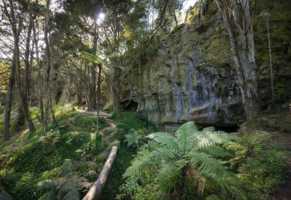 Forest with ferns