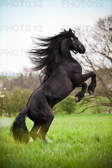 Friesian or Frisian horse