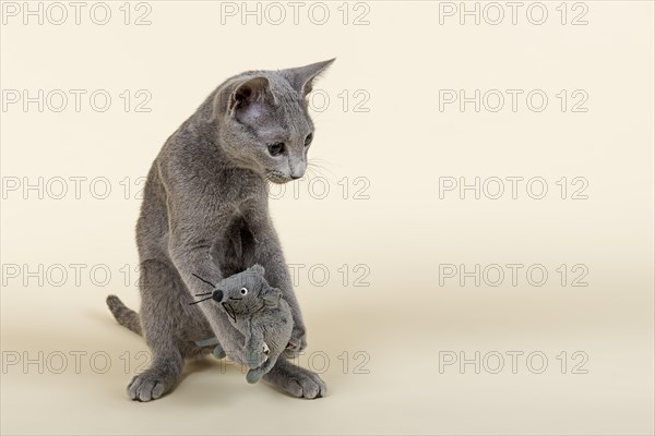 Russian Blue kitten