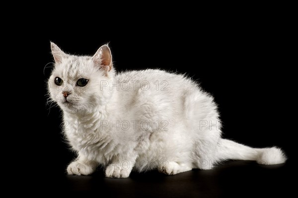 Selkirk Rex cat