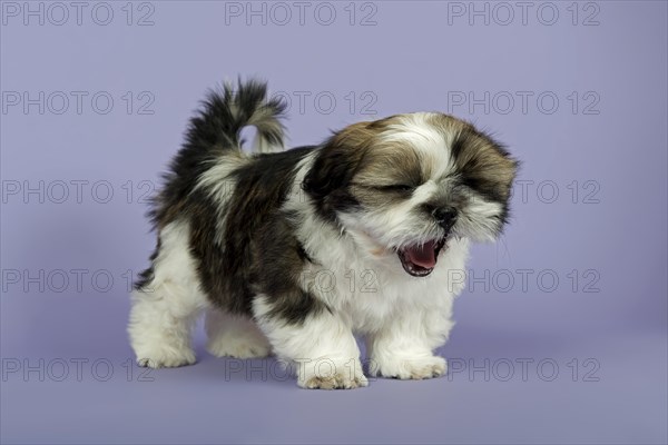 Shih Tzu puppies