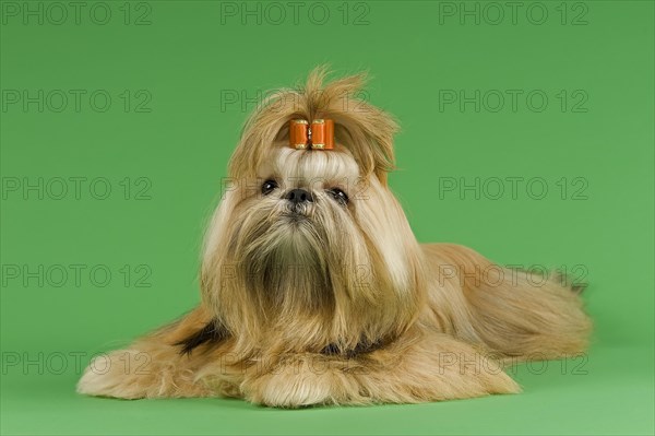 Shih Tzu female