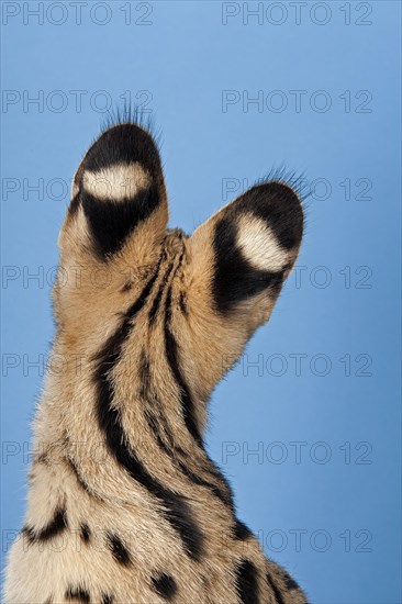 Serval (Leptailurus serval)