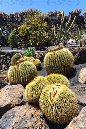 Giant Barrel Cactus (Echinocactus platyacanthus)