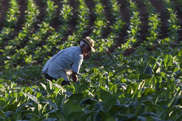 Tobacco farmer working on a tobacco field