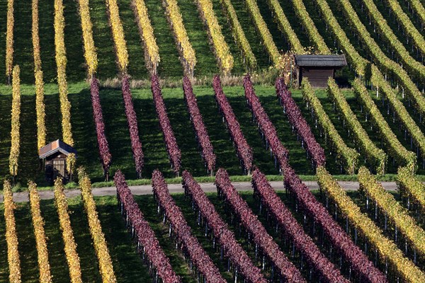 Vineyard in autumn colours