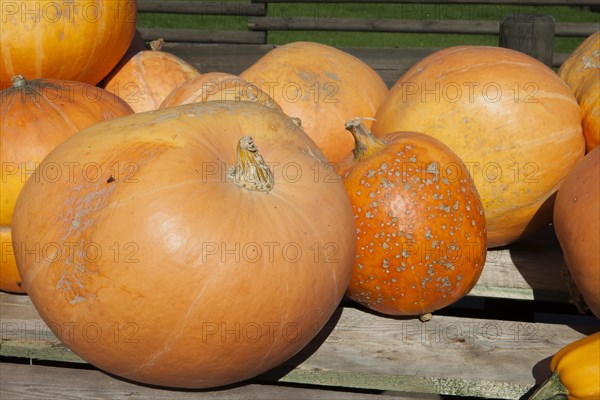 Squashes the variety Gelber Zentner