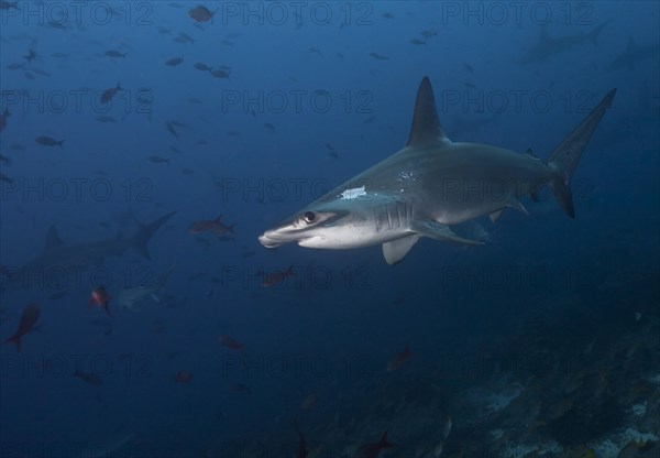 Scalloped Hammerhead Shark (Sphyrna lewini)