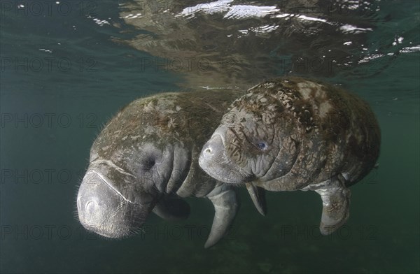 West Indian Manatee (Trichechus manatus)