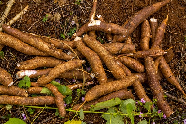 Freshly harvested Cassava (Manihot esculenta)