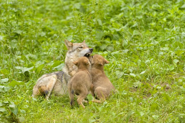 European Wolves (Canis lupus lupus)