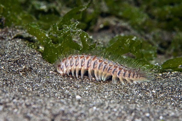 Golden fire worm (Chloeia flava)