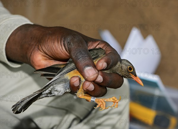 Abyssinian Thrush (Turdus olivaceus abyssinicus) is ringed by an ornithologist