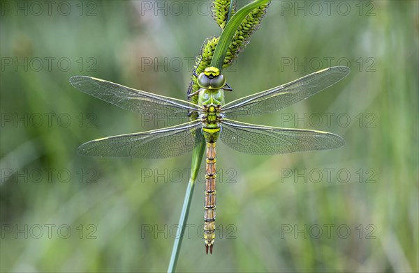 Newly hatched Emperor dragonfly (Anax imperator)