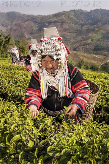 Akha hill tribe women picking tea