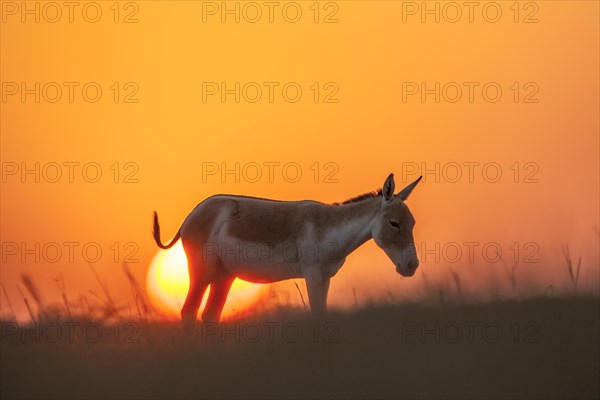 Onager or Asiatic wild ass (Equus hemionus)